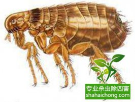 【消殺公司】四害是哪四害？教你怎么更好除四害